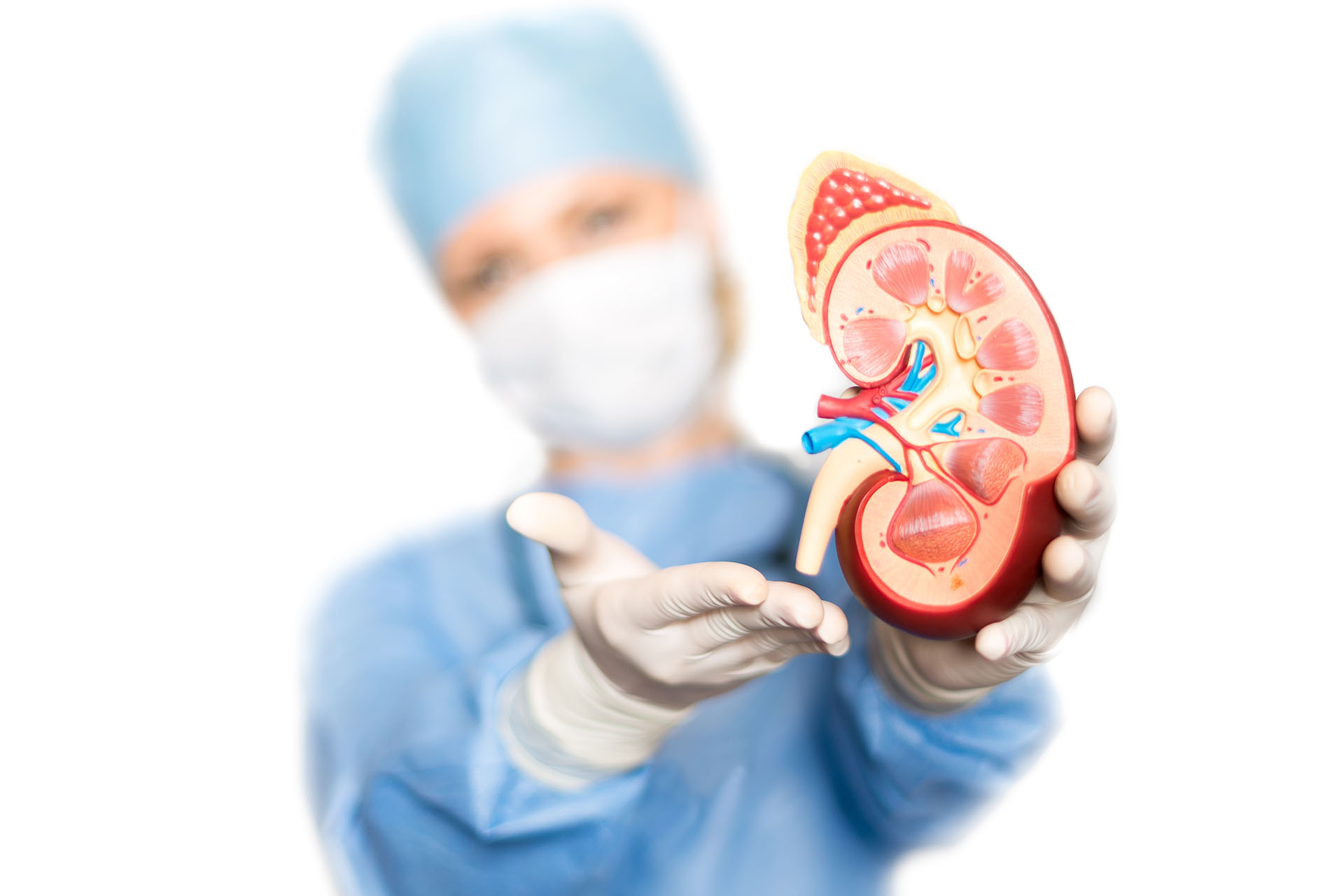 Gateway Nephrology Slider Image - Doctor presents kidney model