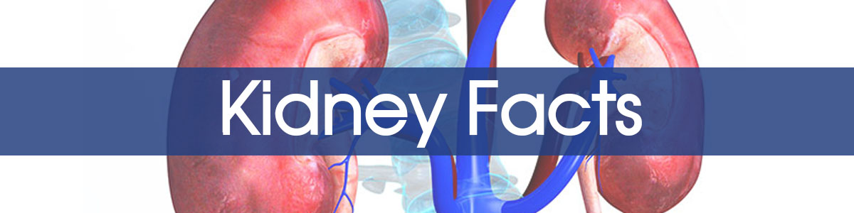 Kidney Facts